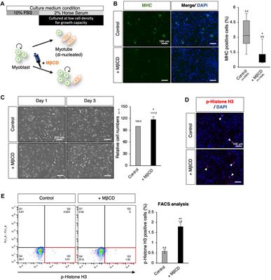 The ensured proliferative capacity of myoblast in serum-reduced conditions with Methyl-β-cyclodextrin